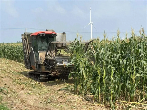 1738721294697041.jpg 在崇明,一根秸秆拥有着无限可能1.jpg