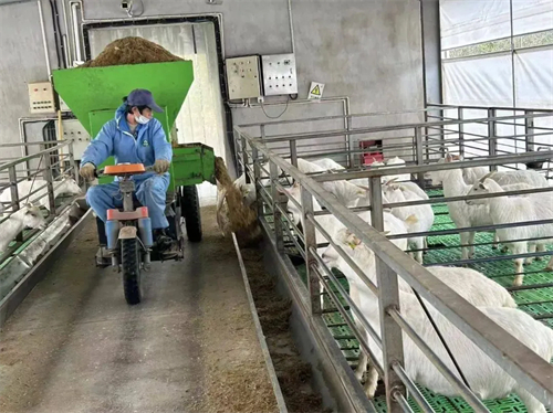 1738721312264954.jpg 在崇明,一根秸秆拥有着无限可能2.jpg