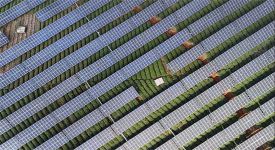 1757381460341364.jpg 茶山披“光”甲2.jpg